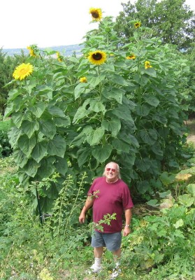 Provence sunflowers
                        17ft tall